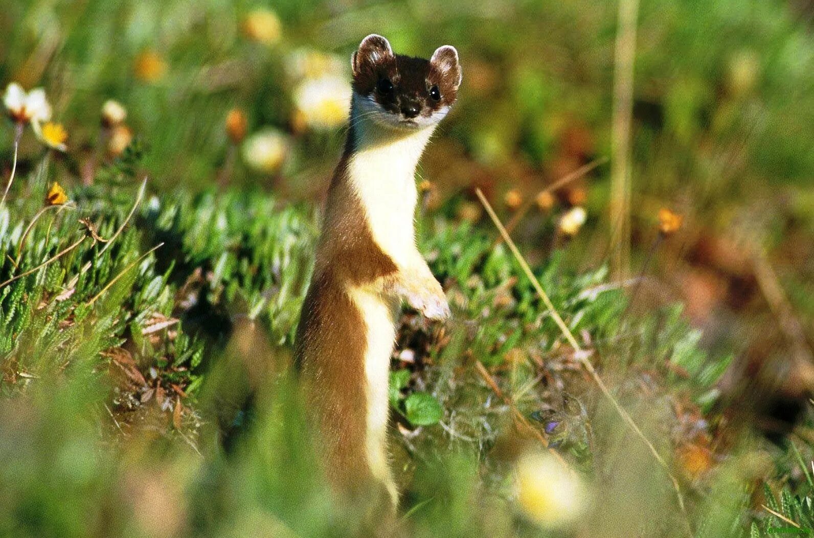 Кто такая ласка. Ласка (Mustela nivalis). Ласка (Mustela nivalis) 2023. Степной хорёк горностай ласка. Weasel Mustela nivalis.