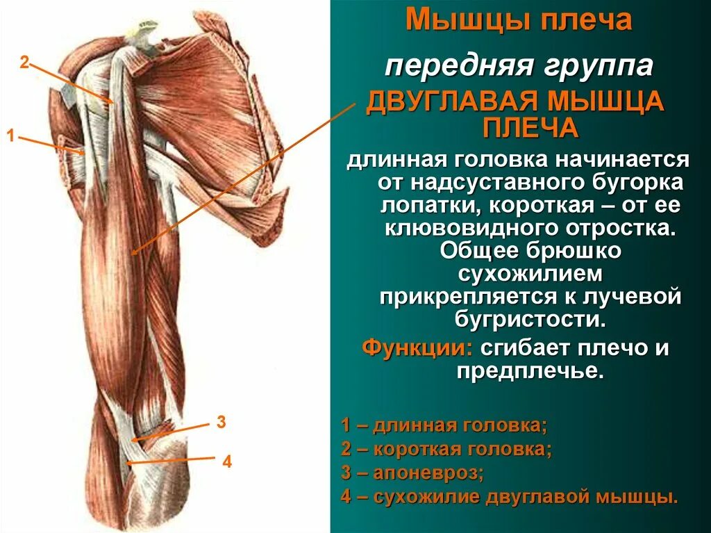 К чему крепится бицепс. Мышцы плеча передняя группа сгибатели. Анатомия сухожилия двуглавой мышцы. Мышцы плеча передняя группа анатомия. Длинная головка двуглавой мышцы плеча.