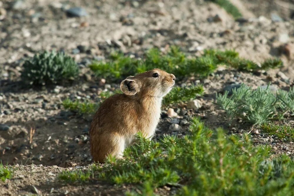 уральская северная пищуха. степной грызун 6. 4забивныемышкиживотные. норы сусликов. степной грызун 6.
