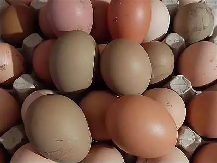 Купить инкубационное яйцо породистых кур. Купить инкубационное яйцо породных кур. Купить инкубационное яйцо породы кур Корниш золотистый.