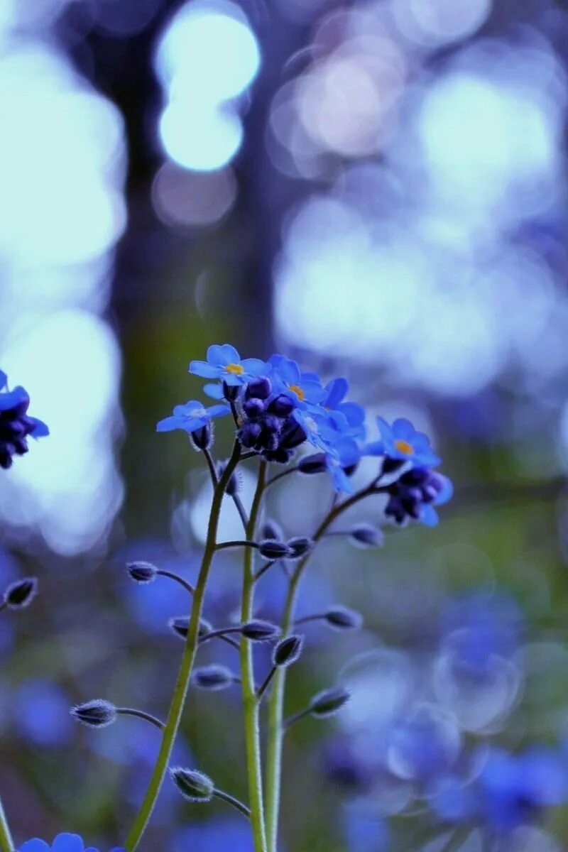 Цветы незабудки. Синие цветы. Синяя природа. Полевые цветы Макросъемка.