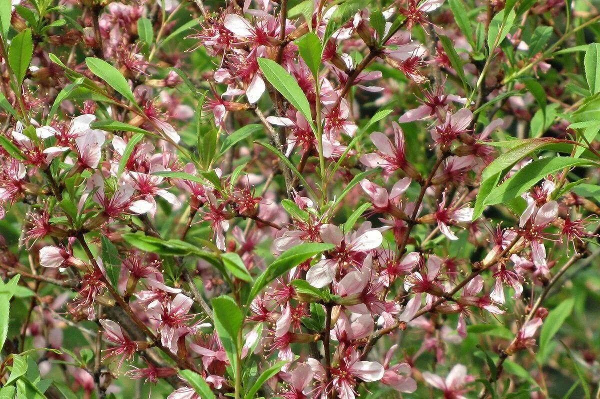 Куст миндаль декоративный. Миндаль цветущий кустарник. Миндаль трехлопастной снега уимуры. Миндаль кустарник. Миндаль степной кустарник.