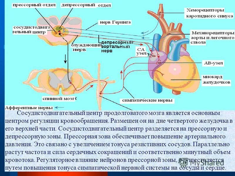Регуляция системы кровообращения. Центр регуляции кровообращения в каком отделе мозга. Роль различных отделов цнс в регуляции дыхания. Центры регуляции работы сердца. Регуляция кровообращения схема.