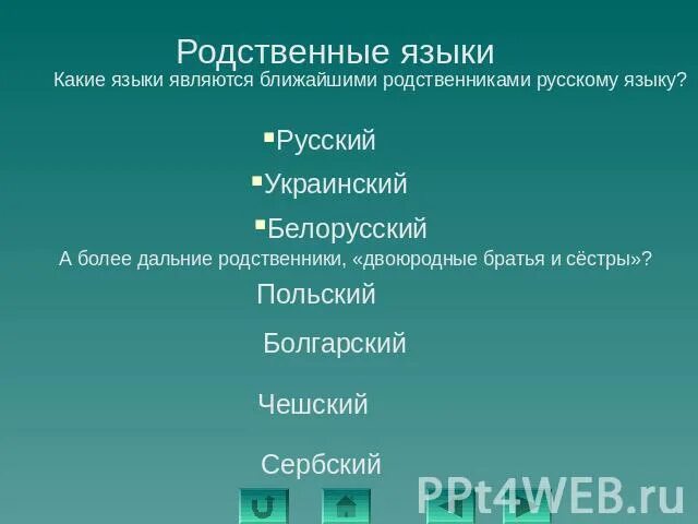 Ближайшие родственники русских. Языки родственные русскому. Родственники русского языка. Близкородственные языки. Ближайшие родственники русского языка.