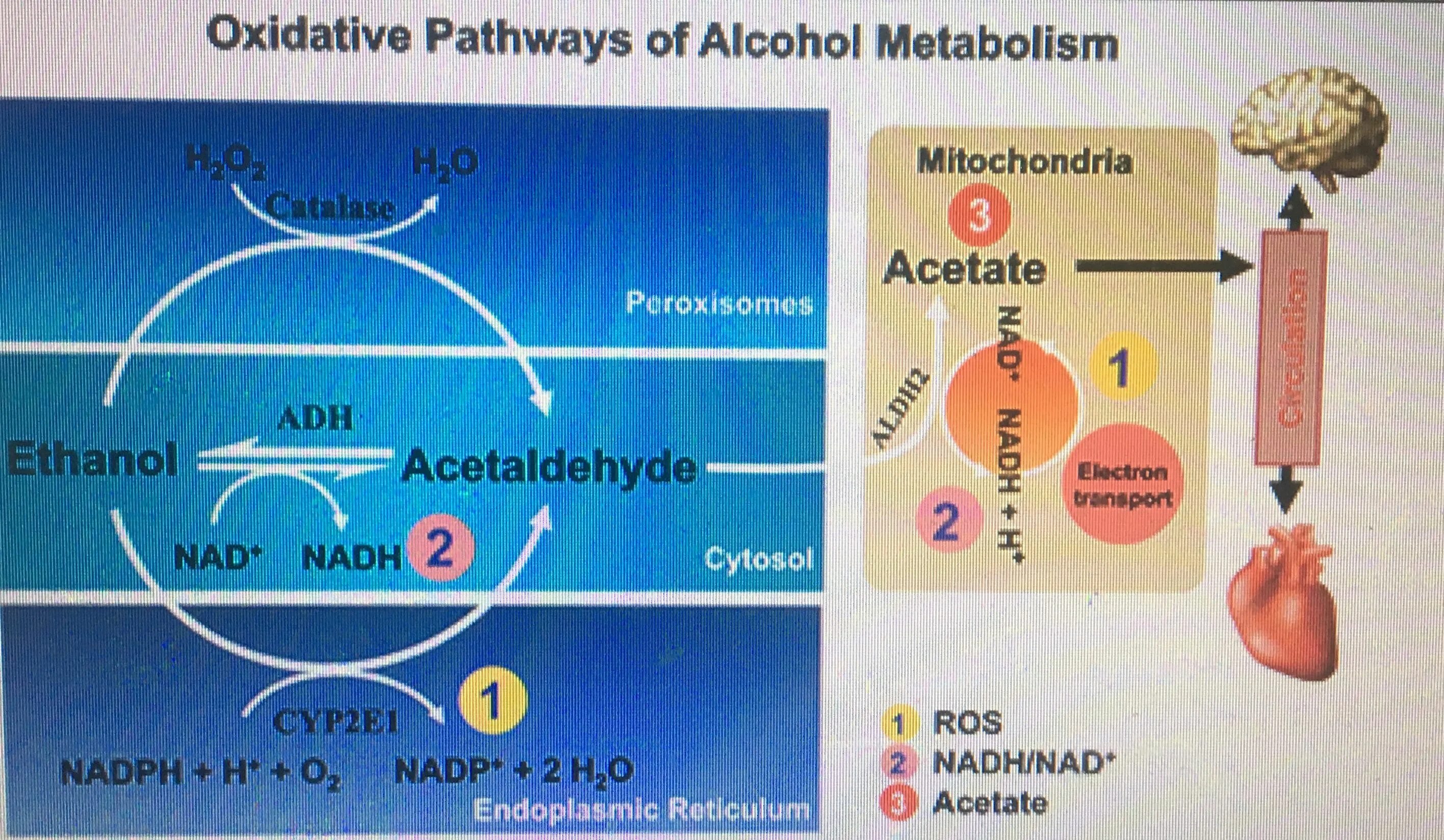 Alcohol metabolism. Ethanol metabolism. Metabolism is. Ethanol metabolism in the Human body.