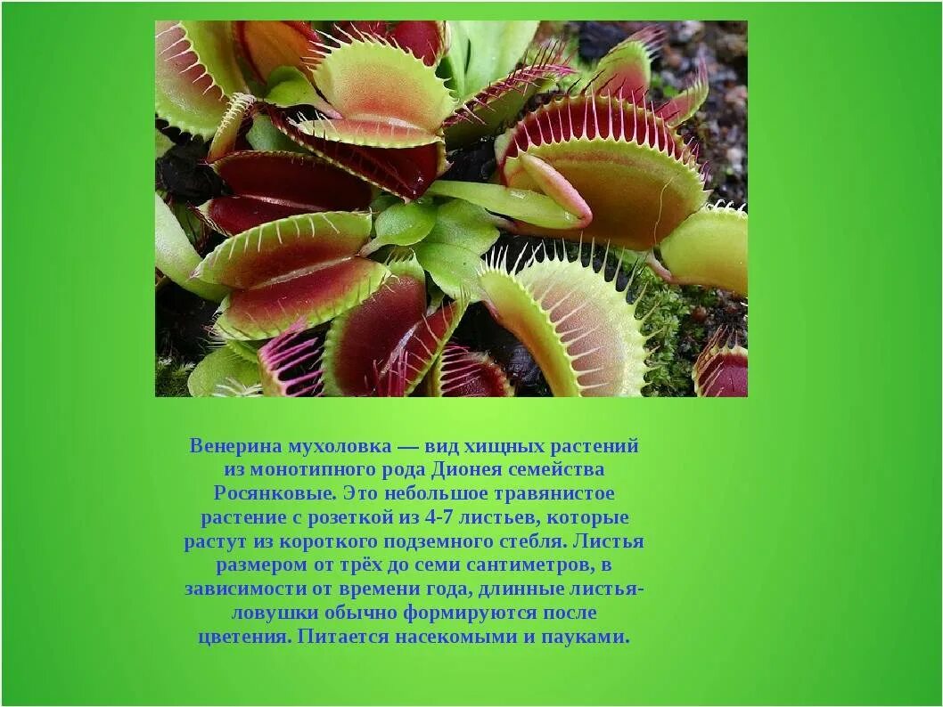 Почему растения есть. Ловчий аппарат венериной мухоловки. паспорт растения венерина мухоловка. венерина мухоловка чарльз дарвин. венерина мухоловка среда обитания.