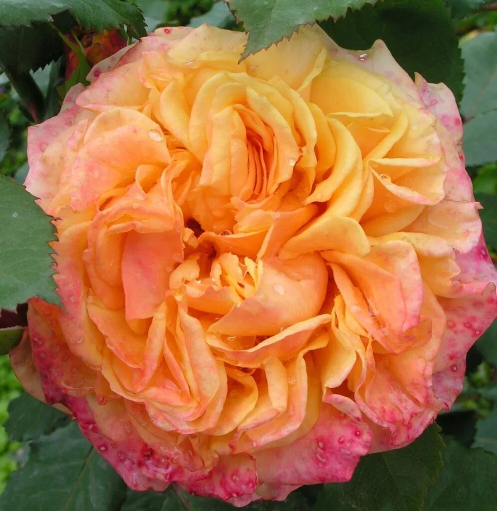 Ла роз. Ла роз. La rose цветы. Ла роз. Ля-ля розовое.