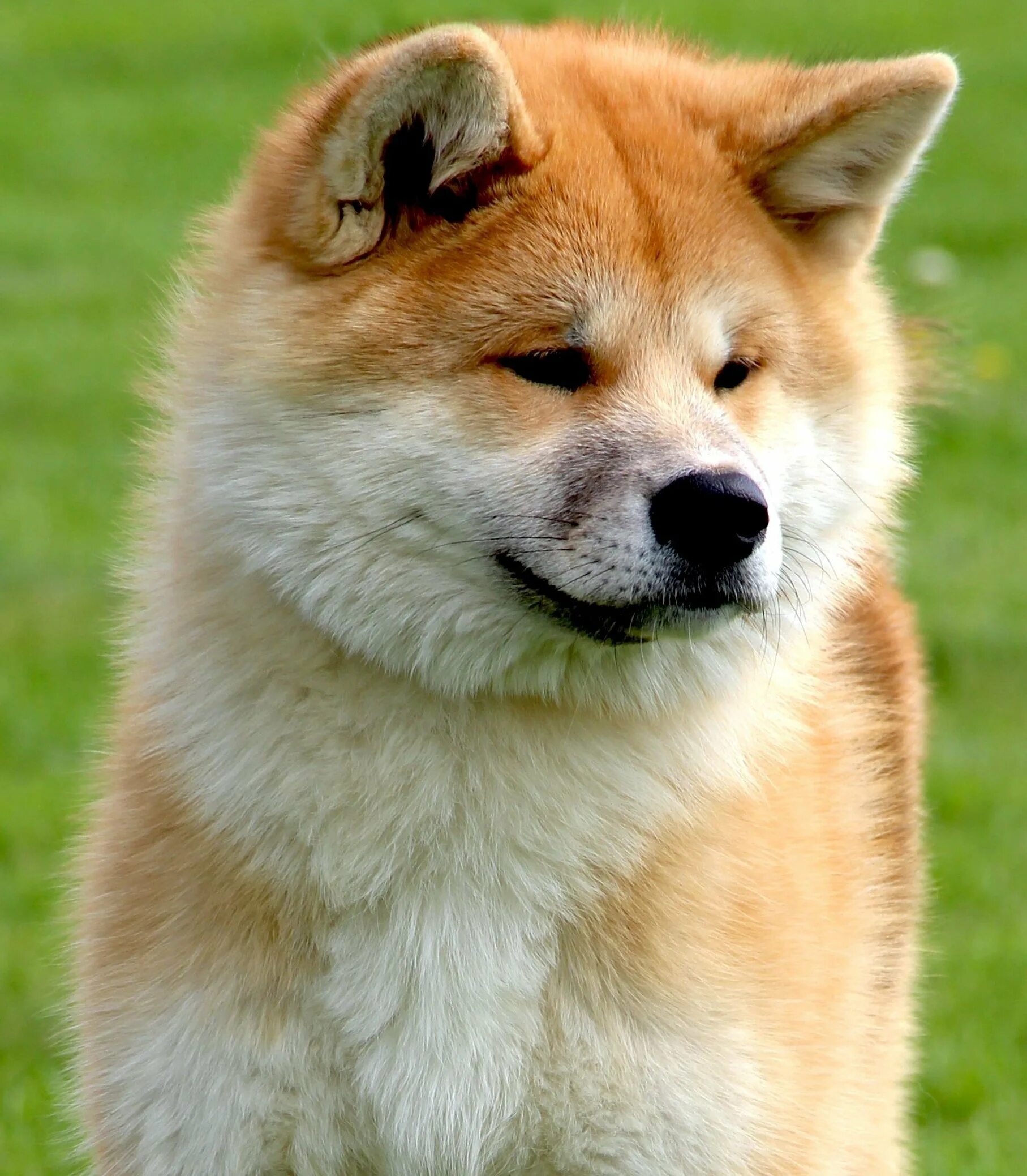 Таки собака. Порода собак мини акита. Шиба ину и акита ину. Таки собака. Таки собака.