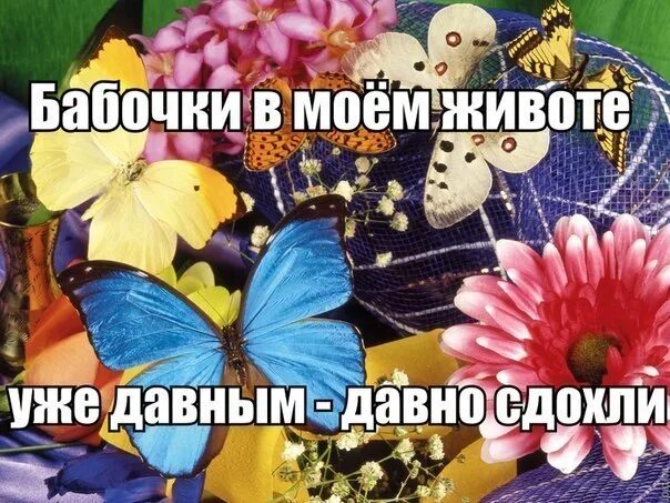 Бабочки в моём животе. Бабочки в животе юмор. Цитаты про бабочек. Картинки бабочки в Моем животе. Бабочки в животе песня текст
