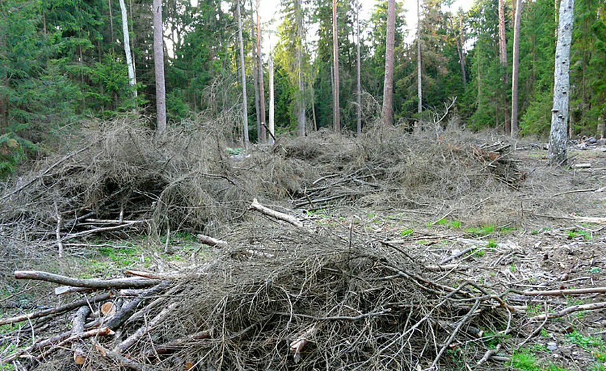 Порубочные остатки на лесосеке. Сбор порубочных остатков в кучи. Уборка порубочных остатков. Валы порубочных остатков. Сплошные выборочные рубки