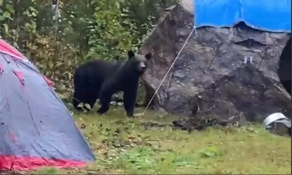 Мурманск нападение. Лагерь медведь. Медведи в Мурманской области. Встреча с медведем в лесу.