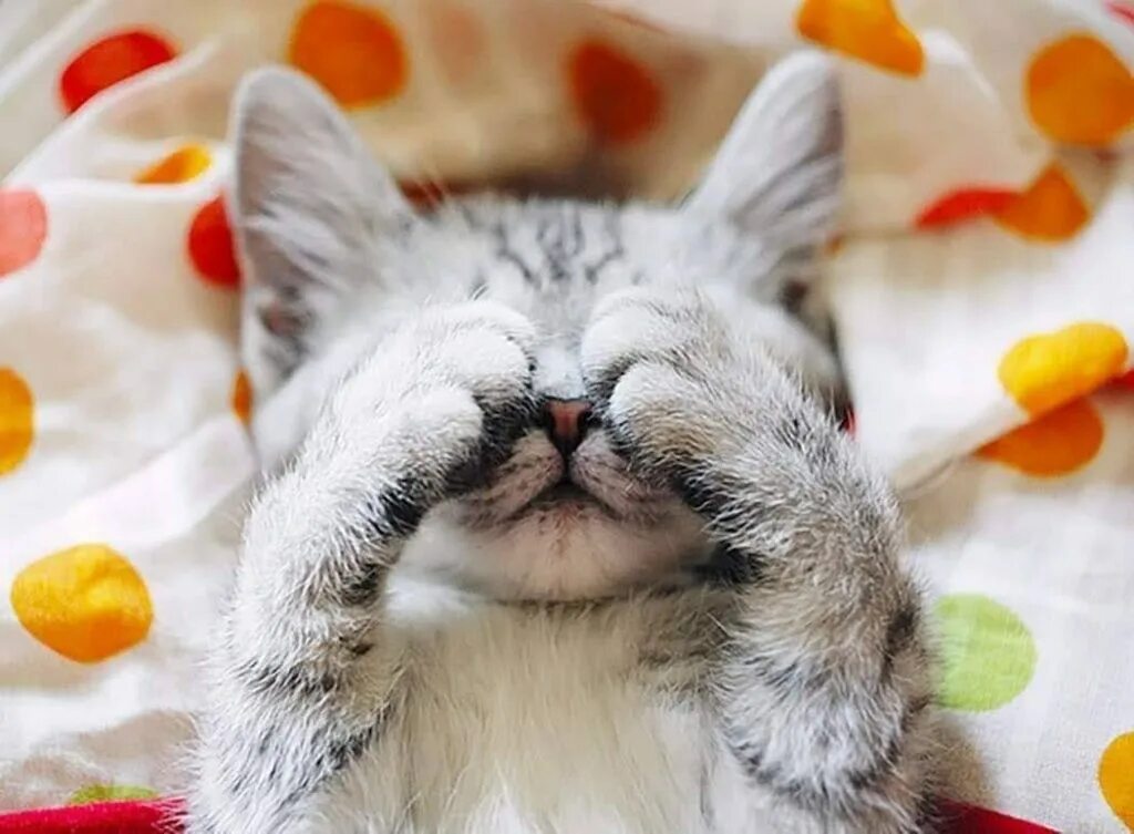 Котик вставай
