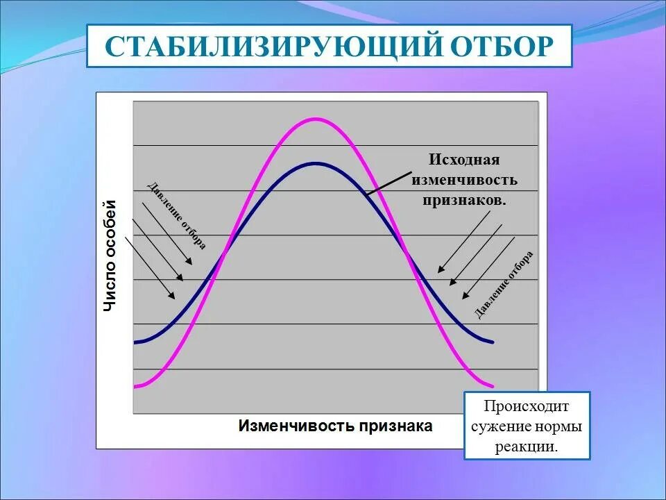 Стабилизирующая форма отбора. Стабилизирующая форма естественного отбора. Дизруптивный отбор норма реакции. Стабилизирующий отбор норма реакции. Стабилизирующая форма отбора результат