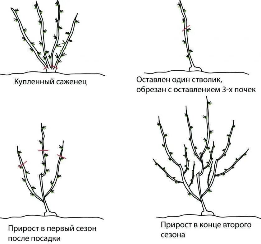 Обрезка саженцев смородины весной. Обрезка кустов смородины весной. Схема обрезки крыжовника осенью. Весенняя обрезка черной смородины и крыжовника.