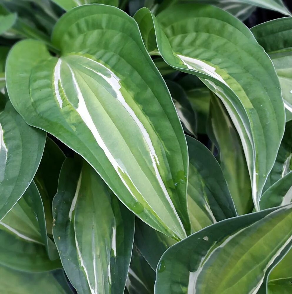 Хоста снейк айс. Хоста snake. Хоста снейк. Хоста snake. Хоста снейк айз.