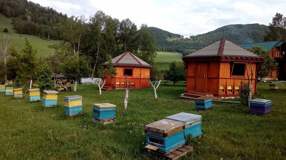 Горно алтайск мед. Алтай пасека бирюзовая Катунь. Пасека 13 горный Алтай Чемал. Пасека на бирюзовой Катуни. Пасека медовуха бирюзовая Катунь.