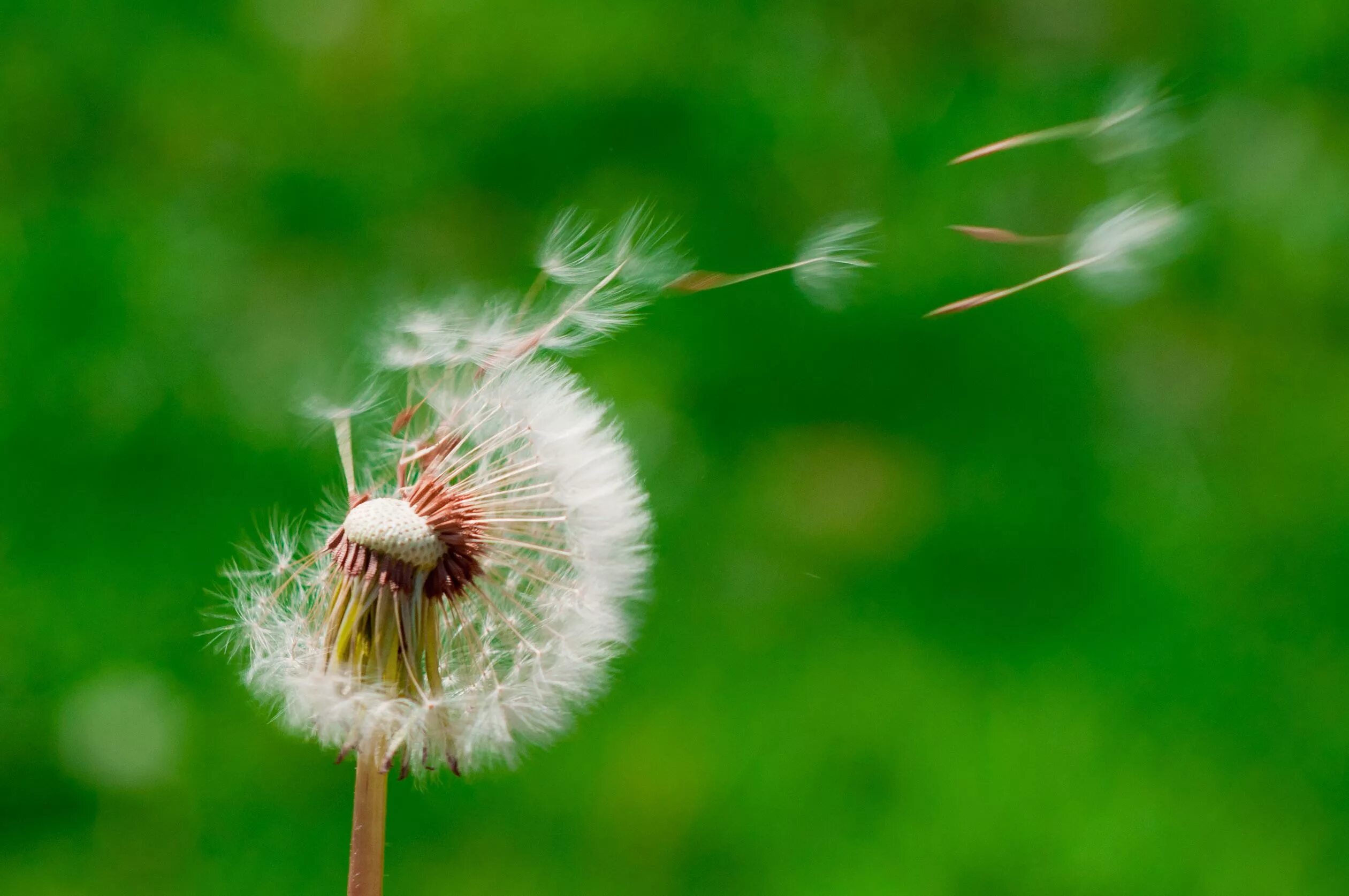 Одуванчик распространение семян. Плод одуванчика. Распространение одуванчика. Летающие одуванчики. Одуванчик распространение семян.