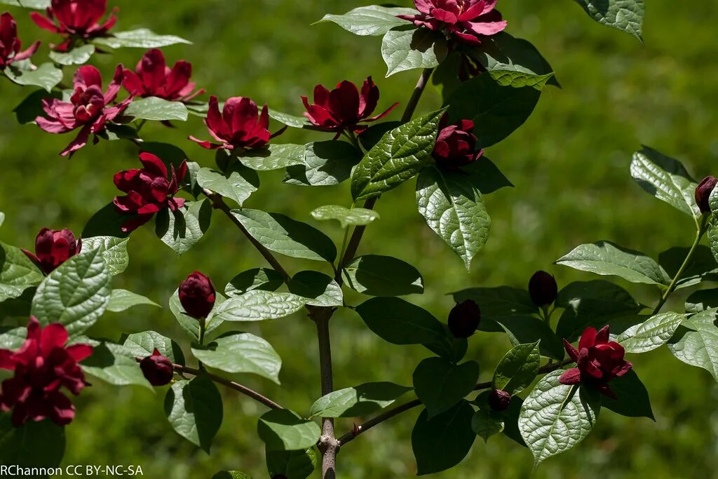 Каликант цветущий. Каликант кустарник. calycanthus floridus каликант. каликант цветущий (пряный куст).