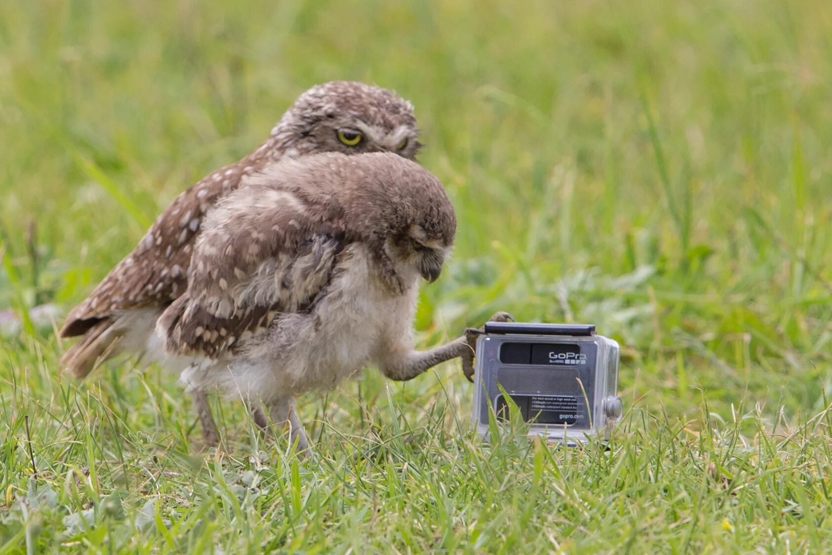 домовый сыч птенец. кроличий сыч. кроличий сыч. кроличий сыч. Athene cunicularia.