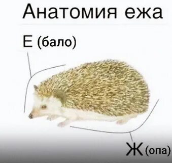 Строение ежа