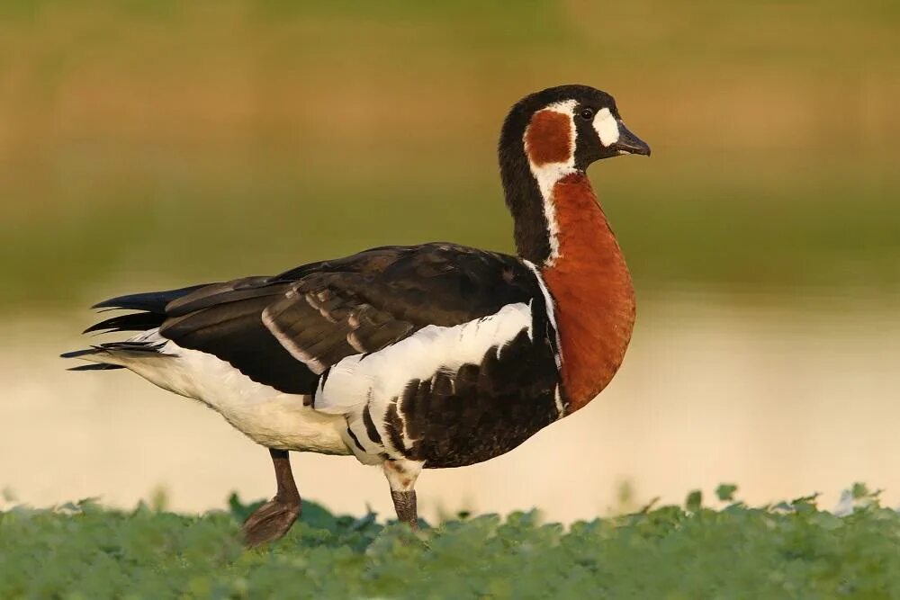 Файл:Barnacle-Goose.jpg - Вікіпедія