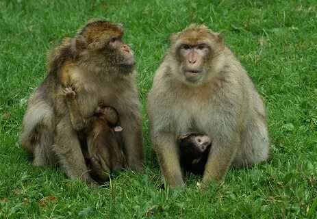 Only monkeys