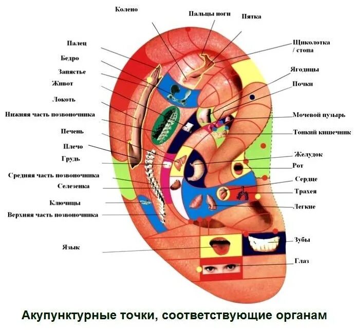 Зоны соответствия органов. Акупунктурные точки ушной раковины. точки на ухе отвечающие за органы тела человека. активные точки на ушной раковине. проекция внутренних органов на ушной раковине.