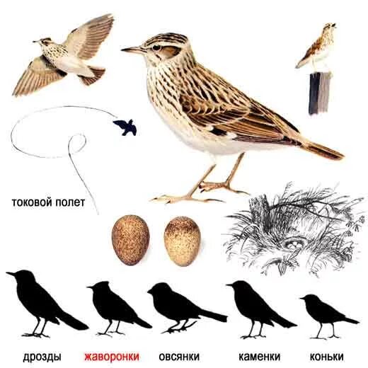 Жаворонок размер птицы. Полевой Жаворонок самец и самка. Полевой Жаворонок самка. Птицы средней полосы.