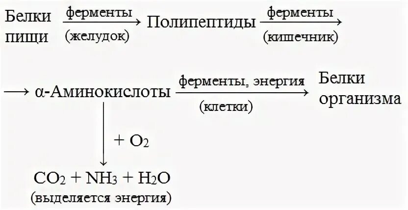 2 при гидролизе белка образуются