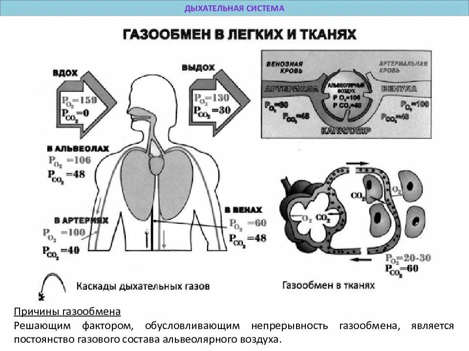 Легочный газообмен схема. Газообмен в легких и тканях человека схема. Схема этапов газообмена. Процесс газообмена в легких и тканях схема. Круги газообмена в легких