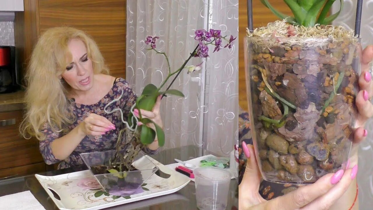 Корнева и тумика. Уютные орхидеи. Уютные орхидеи и не только. Орхидейные блоггеры.