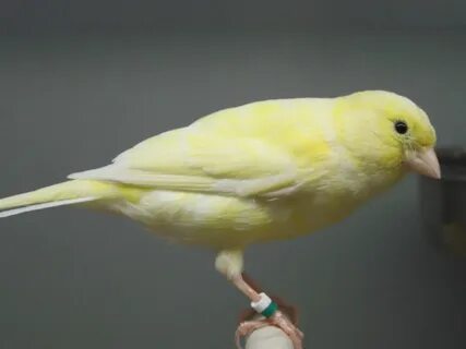 Про желтых канареек