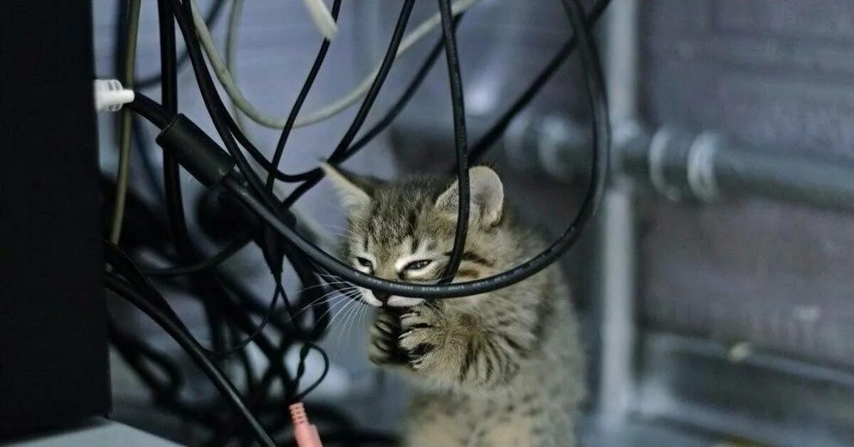 Котик перекусывает провод. Кусать провода. Котик с проводами. Кусать провода. Кошка перегрызла провод.
