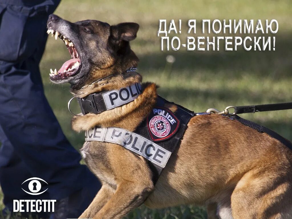 Собаки используемые в полиции