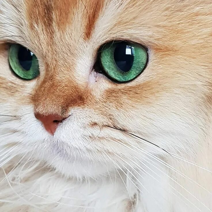 Pin by Helen on Cats&kittens Cute animals, Beautiful cats, Animals