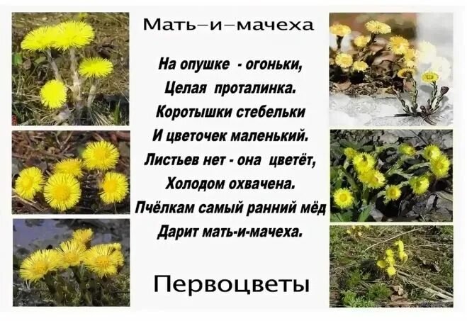 Стихи про первые цветы. Первоцветы мать-и-мачеха. Первоцвет мать и мачеха первоцвет. Стишок про мать и мачеху для детей. Стихи про мать и мачеху цветы.