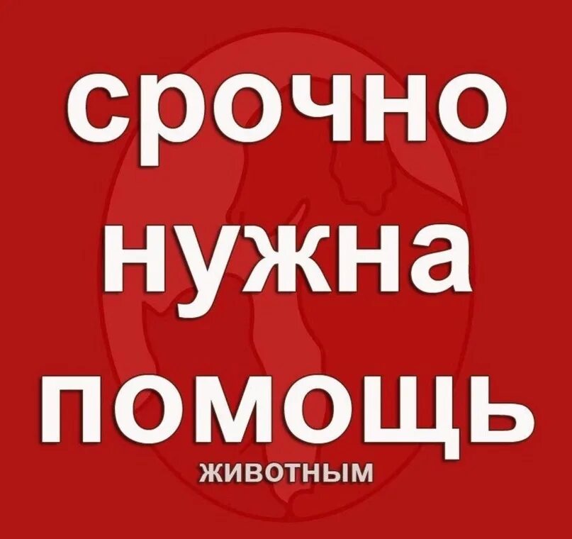 Нужно помочь собаке. Срочно нужна помощь. Срочно нужна помощь собаке. Нужна помощь картинка. Срочно нужна помощь картинки.