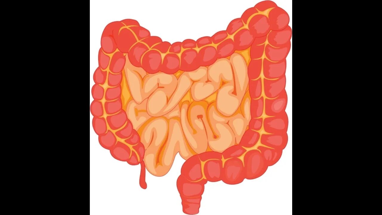 Кишечник рисунок. Толстый кишечник рисунок. Тонкая кишка ребенка