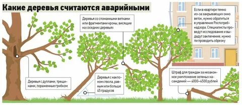 Мешают деревья что делать