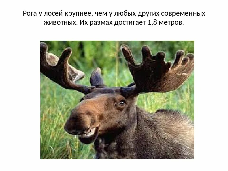 Лось поведение