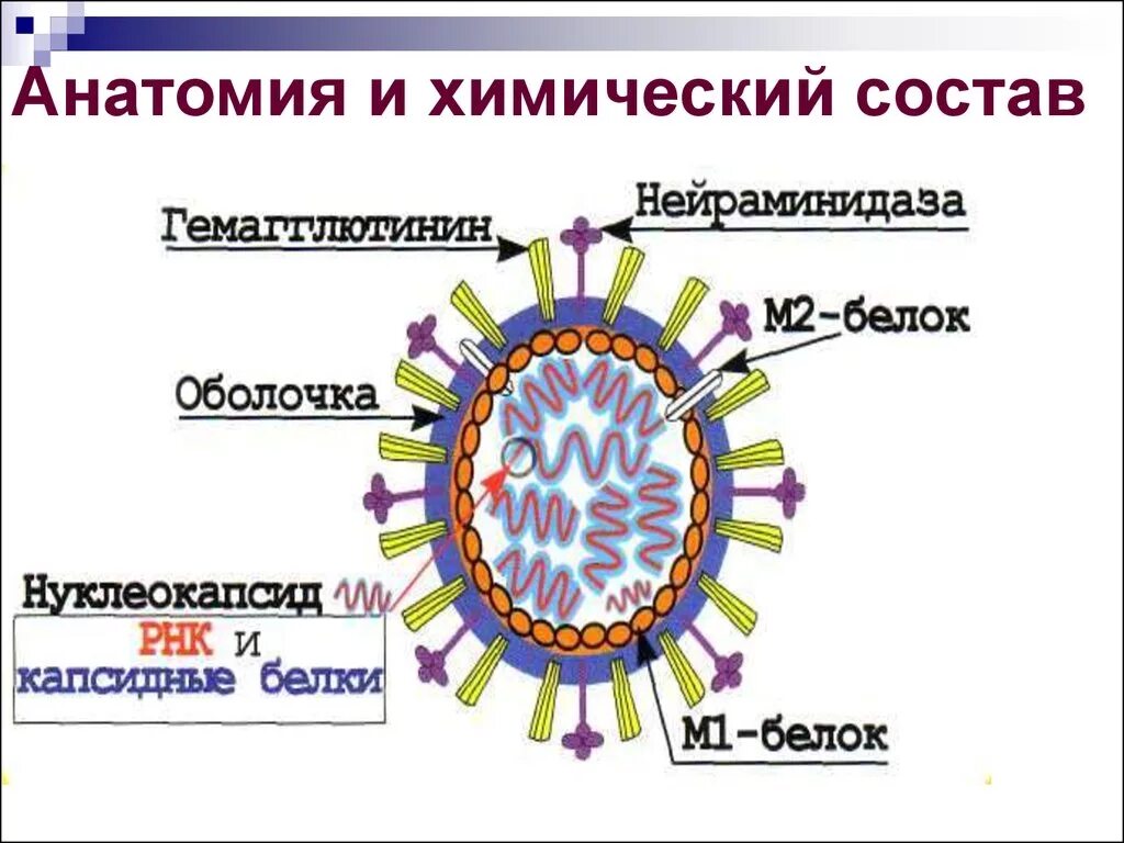 Строение гриппа вируса м 2 белок. Схема строения вириона вируса гриппа. Структура вируса кори. Нуклеокапсид вируса это. Состав гриппа