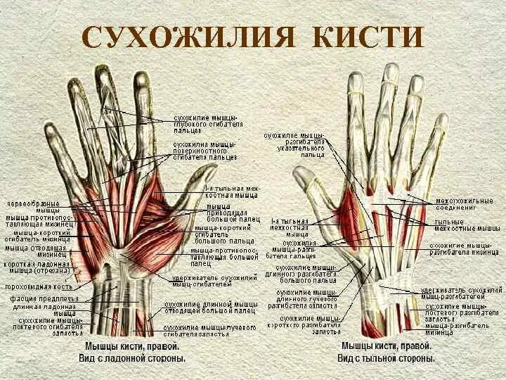 Связки на руке. Анатомия кисти руки сухожилия. Сухожилия сгибателей пальцев кисти анатомия. Мышцы и сухожилия кисти руки человека. Порез сухожилия указательного пальца.