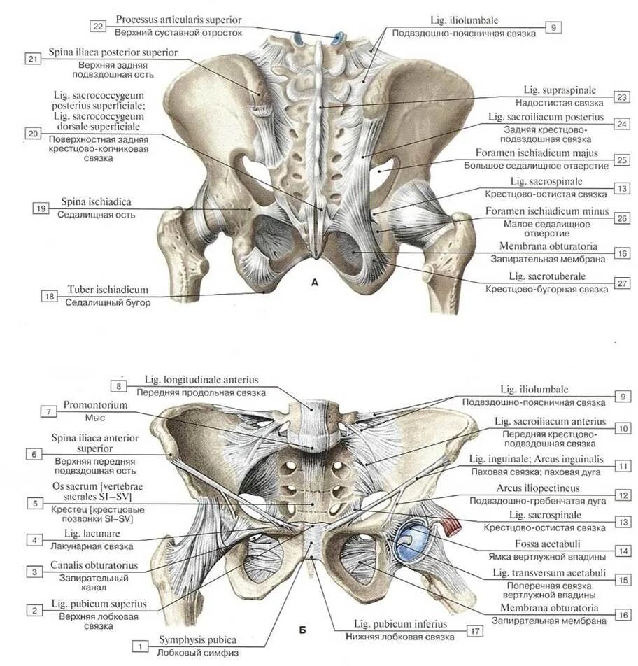 Крестец подвздошная кость. Строение крестцово-подвздошного сустава. Соединение костей пояса нижней конечности и тазобедренного сустава. Соединение крестцово подвздошного сустава.
