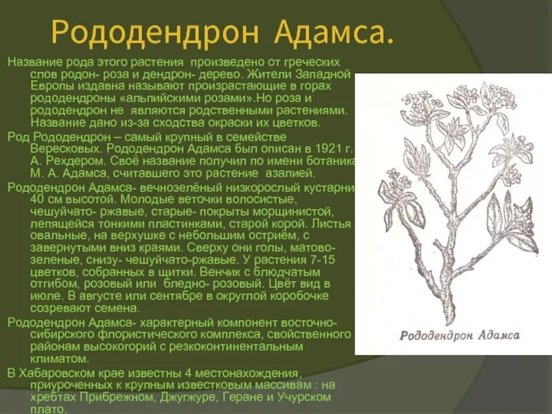 Назвали род. Рододендрон Адамса описание. Рода дендрон дерево семена. Радедорм Адамса. Рододендрон в народной медицине.