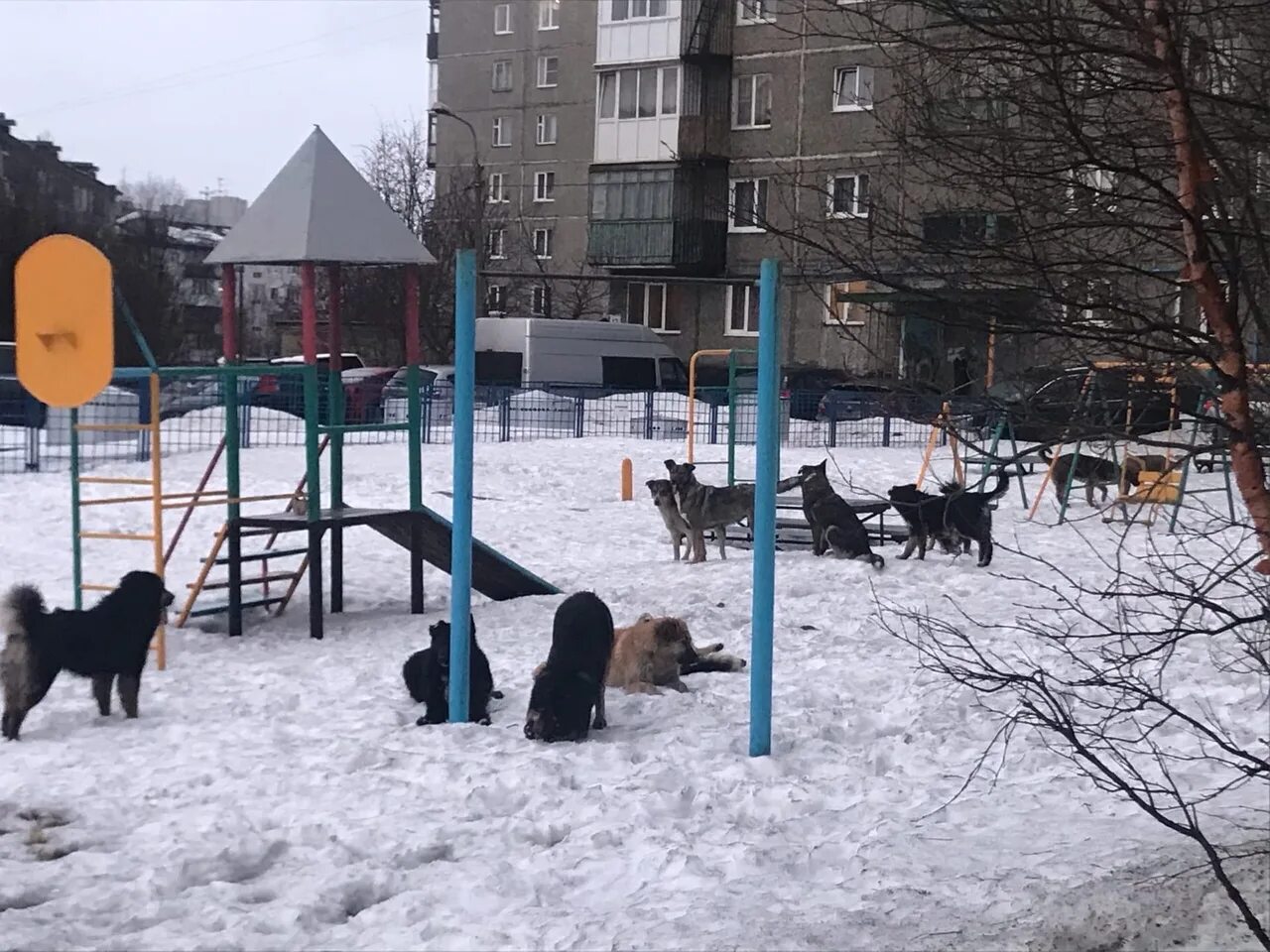 Стаи собак Мурманск. Стая бездомных собак Мурманск. Бродячие собаки Мурманск. Стая собак на улице.
