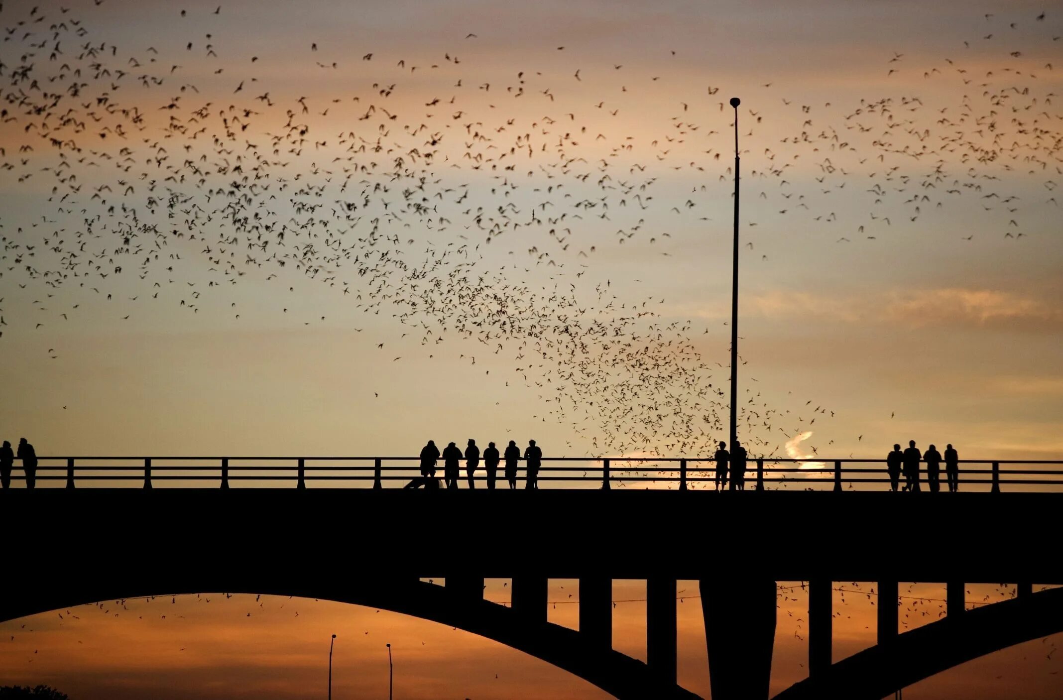 Остин мост с летучими мышами. Мост конгресс Авеню Остин. Congress Avenue Bridge bats in Austin Texas. Нарисовать мост конгресс Авеню в Техасе. Мосты на каникулы 4