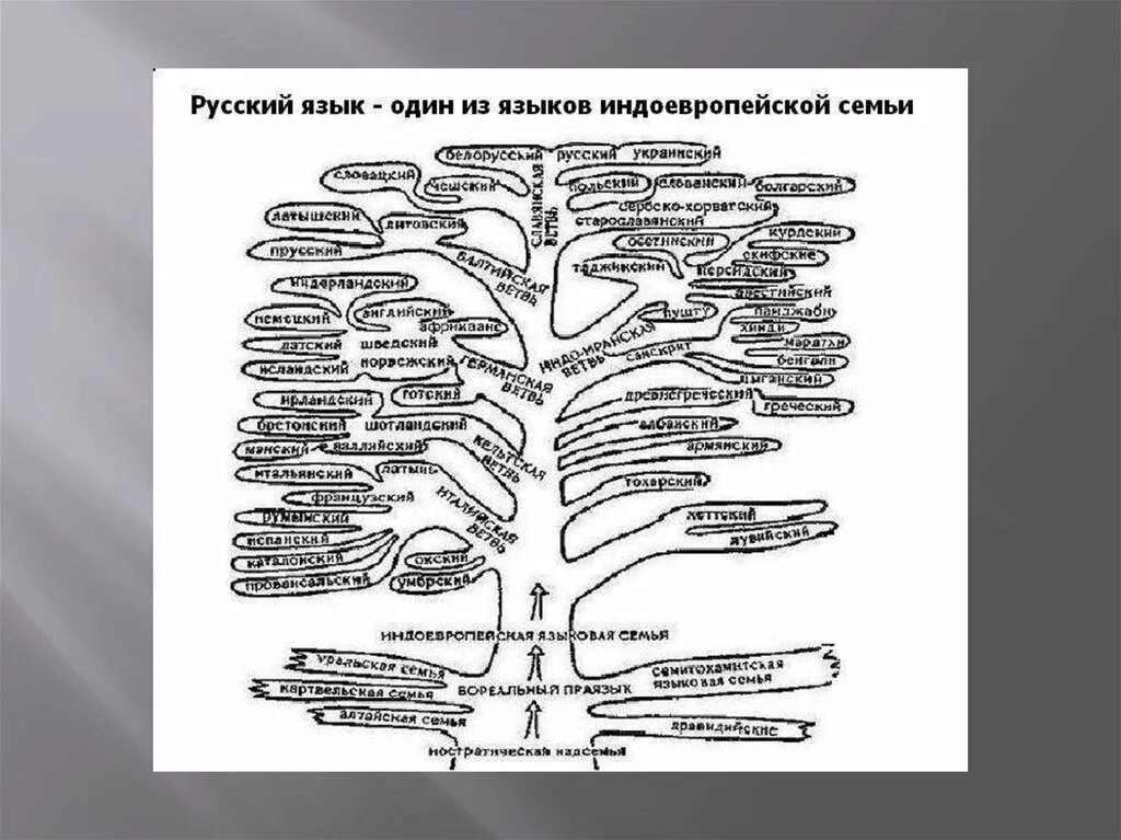 Индоевропейская языковая семья схема. Генеалогическая классификация индоевропейских языков схема. Индоевропейская языковая семья дерево. Какие группы языков относятся к индоевропейской семье