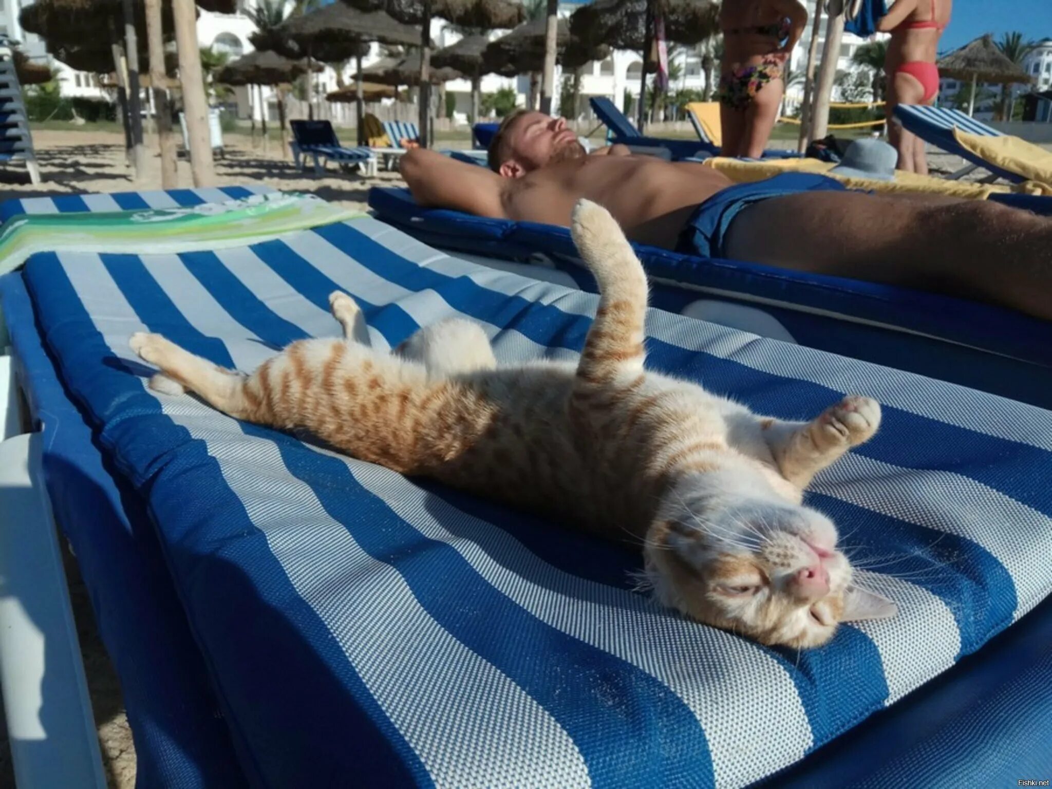 Отдых прикольное. Кот на море. Отдыхающие кошки. Кот отдыхает на море. Кошка в отпуске.