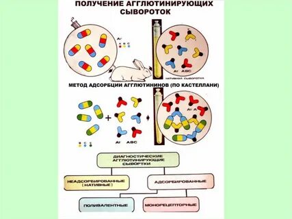 Методы получения диагностических сывороток