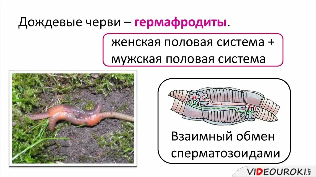 Кольчатые черви половая. Гермафродитизм дождевого червя. Дождевые черви размножение гермафродит. Дождевые черви раздельнополые. Дождевые черви гермафродиты или раздельнополые.